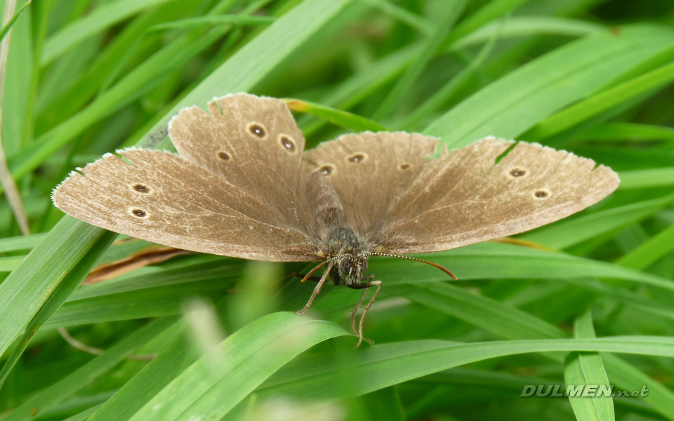 Ringlet (Aphantopus hyperantus)